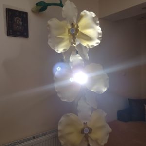 Орхидея гигант