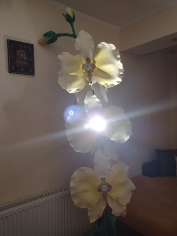 Орхидея гигант