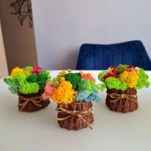 Бюджетни кашпи пънчета със скандинавски мъх